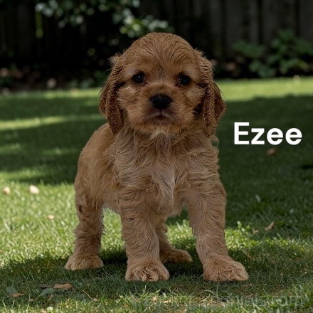 puppy, for, sale, Cocker Spaniel, Joe & Cherri  Overlease, dog, breeder, Miller, MO, dog-breeder, puppy-for-sale, forsale, nearby, find, puppyfind, locator, puppylocator, aca